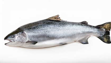 Fototapeta premium Big Atlantic salmon fish isolated on white