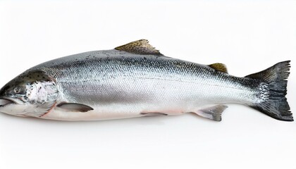 Big Atlantic salmon fish isolated on white