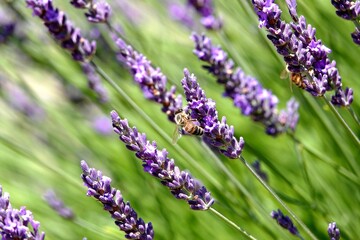 Fototapeta premium Brins de lavande fleurie avec une abeille 