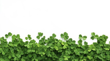Clover leaves on white