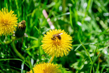 fallen petals of cherry blossom and a vivid dandelion. High quality photo