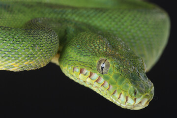 Naklejka premium Portrait of an Emerald Tree Boa 