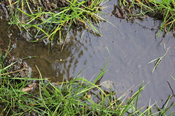 grass in the water