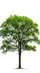 Big tree isolated on white background