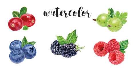 Hand-Painted Watercolor Berries of lingonberries, blueberries, blackberries, raspberries, gooseberries Illustration