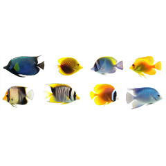 A collection of tropical fish isolated on a white background, with vibrant colors