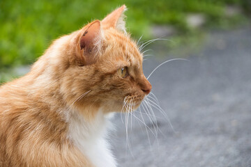 Katze Aufnahme seitlich