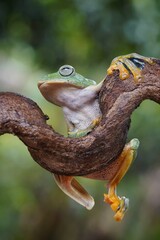 potrait Flying frog on leaves, rhacophorus reinwardtii, 21 September 2024 Indonesia