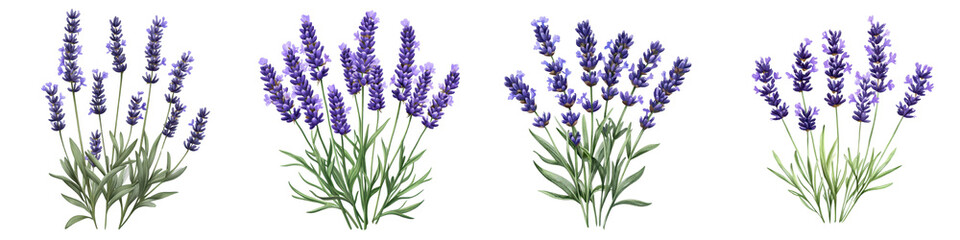 Naklejka premium Vibrant Purple Lavender Flowers in Blooming Bouquets on Idyllic Summer Meadow Lavender is a beautiful fragrant plant with various medicinal and therapeutic properties commonly used in essential oils