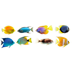 Fototapeta premium A collection of tropical fish isolated on a white background, with vibrant colors