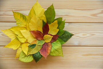 Autumn composition of colorful red, yellow, and green leaves. A bouquet of autumn leaves on a wooden table. View from above. Flat layout