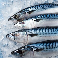 Mackerel fish on ice