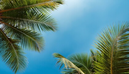 Palm leaves on a baby blue background