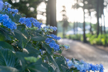 多古町日本寺のあじさい