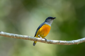 Orange-bellied Flowerpecker on Branch