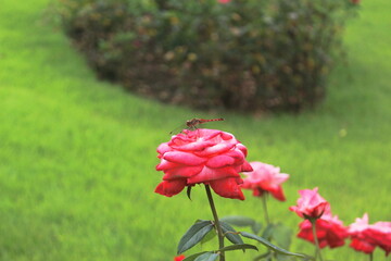 薔薇にとまるトンボ