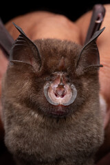 Horseshoe Bat Close-Up Portrait