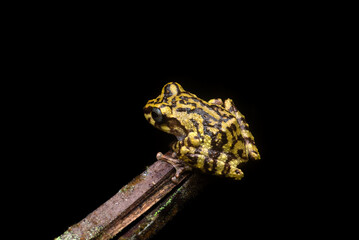 Small Tree Frog on a Twig