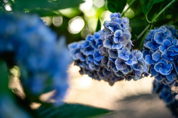 地面に向かって咲く青色のあじさい