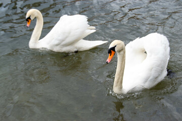 Obraz premium Beautiful white Swans couple close up on the pond water. Family of swans, swan, Cygnus color. White swans floating the river. High quality photo