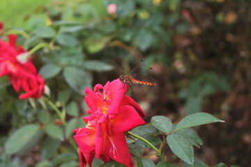 薔薇にとまるトンボ