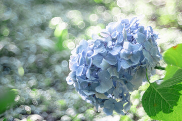 朝露煌めくあじさい