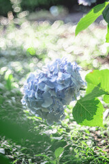 朝露煌めくあじさい