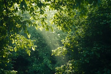 Sunlight Through the Forest Canopy