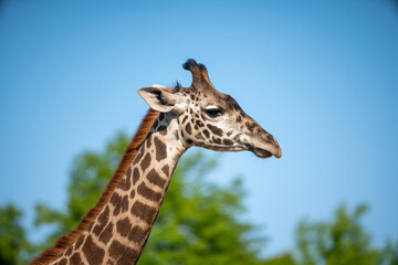 High resolution closeup image of giraffe in the zoo