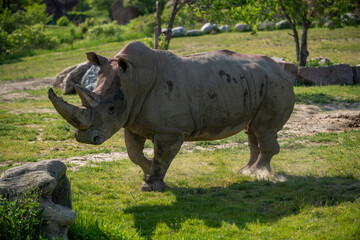 Naklejka premium rhino running in the zoo