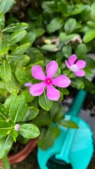 Pink flowers and watering can in little garden.