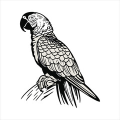 macaw bird mascot illustration logo concept design