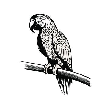 macaw bird mascot illustration logo concept design
