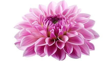 Obraz premium Pink dahlia flower isolated on white background