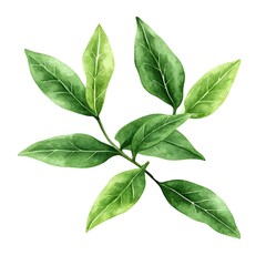 Fototapeta premium Watercolor Green Leaves Branch Illustration.