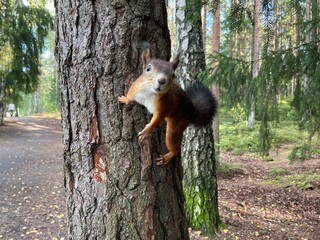 squirrel in a tree
