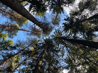 Obraz premium trees in the forest