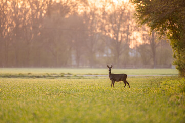 lonely deer in the field 2