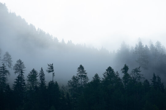 Foggy nature, misty moning in the forest