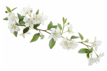 White jasmine flower branch isolated on a white background.