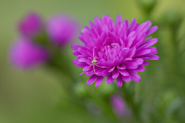 tiny little spider on pink aster, beautiful pink flower, close-up aster, Summer aster with little spider