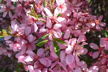 pink flowers