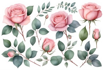 Pink flowers set. Roses, buds and leaves on white background, watercolor illustration, floral clipart Botanical painting
