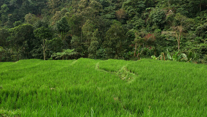A valley of fresh green rice fields with a backdrop of a fertile tropical forest, showcasing an...