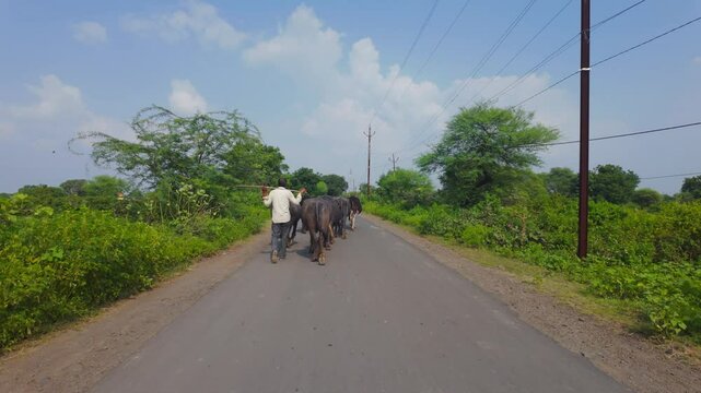 A herdsman, dressed in traditional attire, guides a herd of buffaloes through a road.