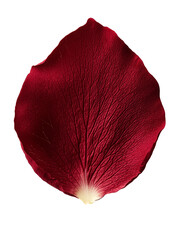 vibrant red rose petal with intricate textures and details