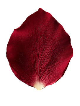 vibrant red rose petal with intricate textures and details