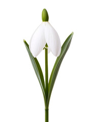 Beautiful white flower with green leaves, showcasing natures elegance