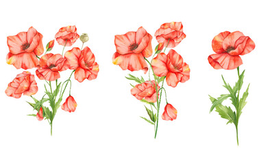 Obraz premium Poppy Flowers Watercolor Illustration. Poppy Bouquets. Botanical Watercolor. Wildflower Bouquets Hand Painted isolated on white background.&nbsp; Perfect for Wildflowers wedding invitations, bridal shower 