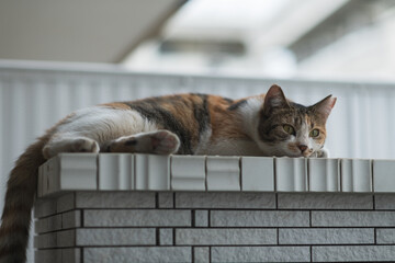 猫